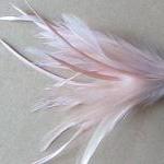 Heckle and Biot Feather Pic..