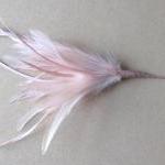 Heckle and Biot Feather Pic..