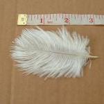 Lot of 3 Baby Ostrich Feath..