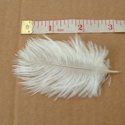 Lot of 3 Baby Ostrich Feathers - White